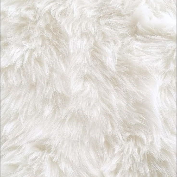 Alpaca